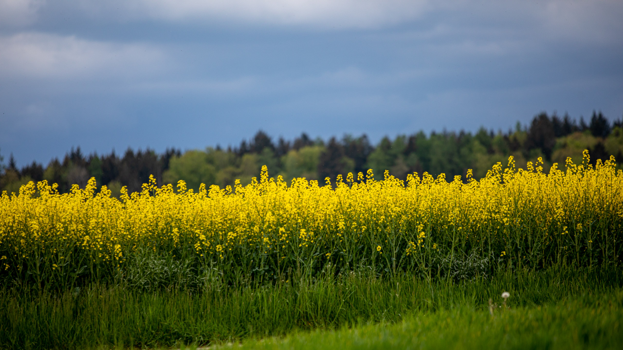 20230507153901 RD4 3954